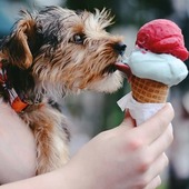 Photo 8. Puppie also want Ice cream